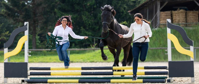 Horse training image